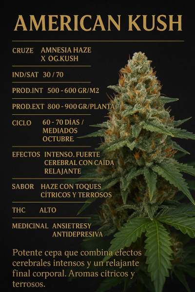 Cogollo de cannabis Strong Kush, híbrido índica dominante con efecto narcótico y relajante, sabor afrutado y complejo.