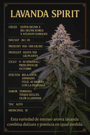 Cogollo de cannabis Lavanda Spirit, índica dominante con aroma intenso a lavanda, sabor terroso y dulce, efectos relajantes y animados.