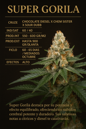 Cogollo de cannabis Super Gorila, híbrido equilibrado con sabor a cítricos y diesel, efecto cerebral potente y duradero.