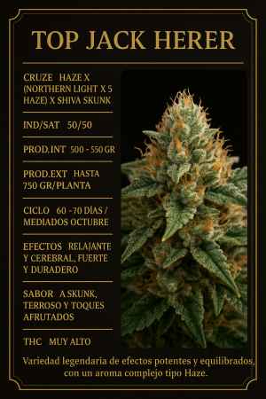 Cogollo de cannabis Top Jack Herer, híbrido equilibrado 50/50, efectos relajantes y cerebrales, sabor skunk, terroso y afrutado.